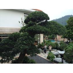 廣州市施工隊產業鏈 批發、供應與廠家的園林綠化工程全景解析