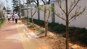 廣東園林綠化工程 從勤盛花木場看行業優勢與機遇